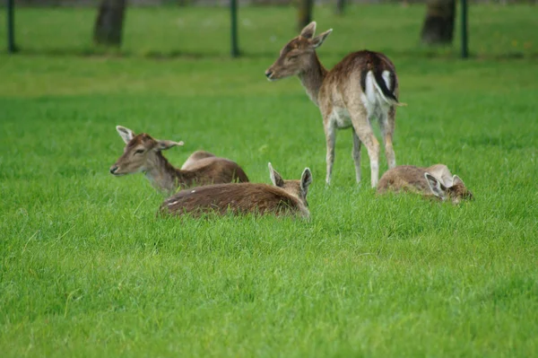 Eine Gruppe Junger Damhirsche Ruht Sommer Auf Einer Grünen Wiese — Stockfoto