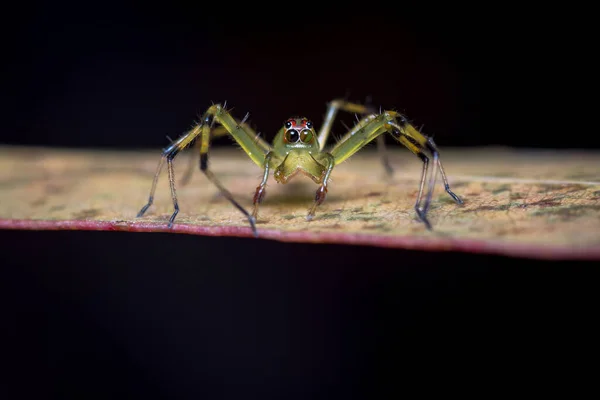 Araña Saltarina Cambiando Color Sus Pupilas Naturaleza América Del Sur — Foto de Stock