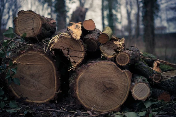 Closeup Shot Cut Firewood — Stock Photo, Image