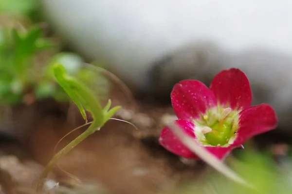 Een Closeup Shot Van Een Bloeiende Rose Saxifraga Bloem — Stockfoto