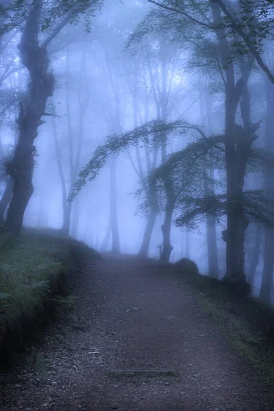 Tiro Hipnotizante Uma Floresta Sombria Escura Luz Azul Noite — Fotografia de Stock