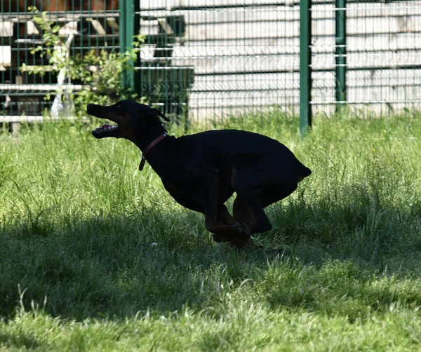 Jovem Cão Doberman Correndo Parque Manhã Uma Luz Bonita — Fotografia de Stock