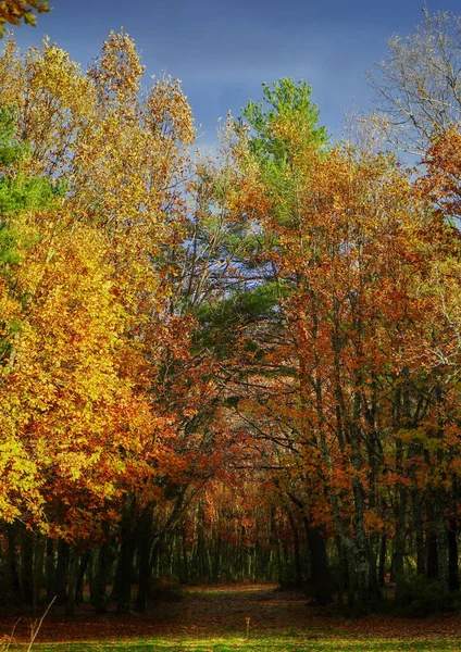 Una Pasarela Por Bosque Colores Otoñales —  Fotos de Stock