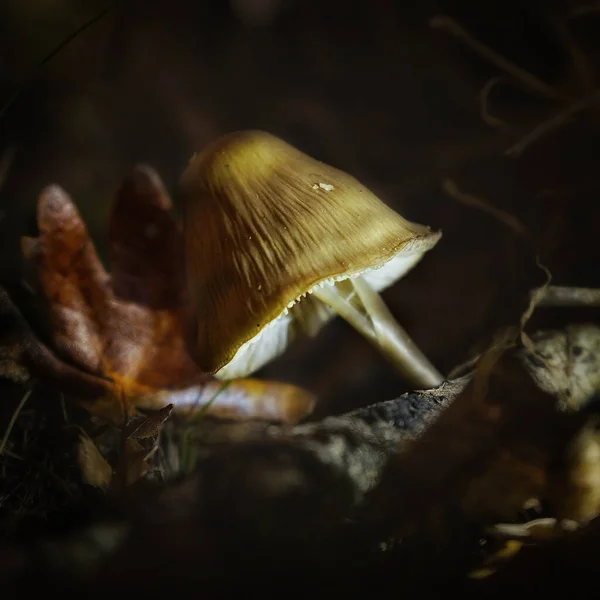 Tiro Perto Cogumelo Mycena Escuridão — Fotografia de Stock