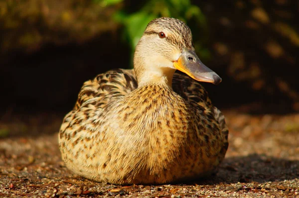 Een Vrouwelijke Wilde Eend Zit Zeer Ontspannen Een Pad Het — Stockfoto