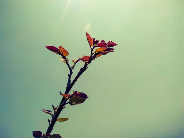 Primer Plano Una Rama Árbol Con Hojas Jóvenes Bajo Luz —  Fotos de Stock