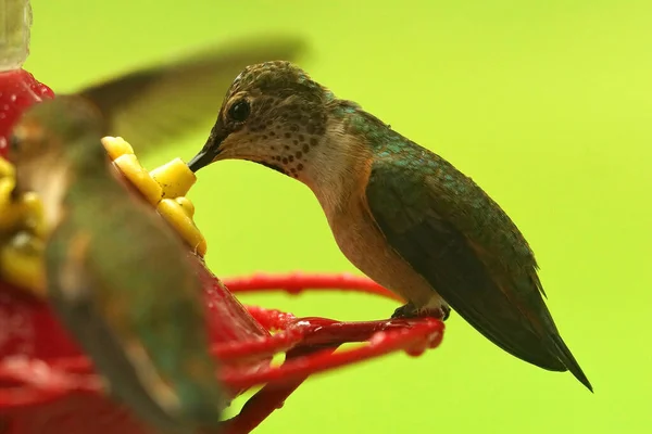 Closeup Rufous Hummingbird Selasphorus Rufus Drinking Feeder Northern Oregon — Stock Photo, Image