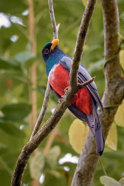 Oiseau Perché Sur Arbre — Photo