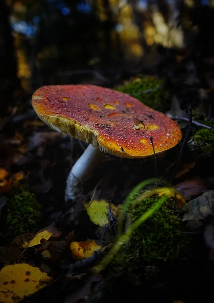 Hongo Russula Bosque — Foto de Stock