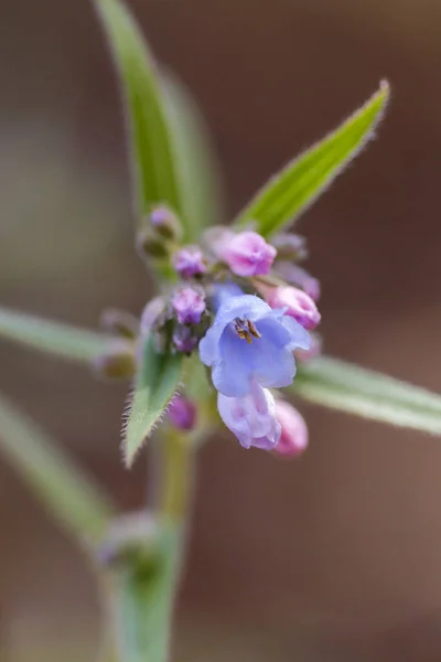 Tiro Close Flores Lungwort — Fotografia de Stock