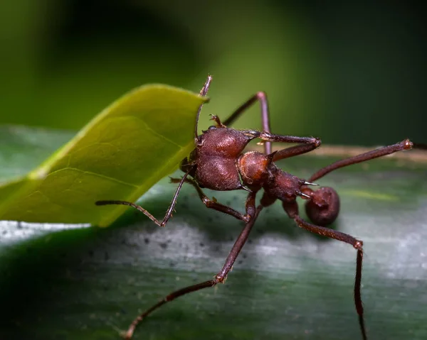 Semut Merah Membawa Sepotong Daun Dari Semak Semak Alam Dari — Stok Foto