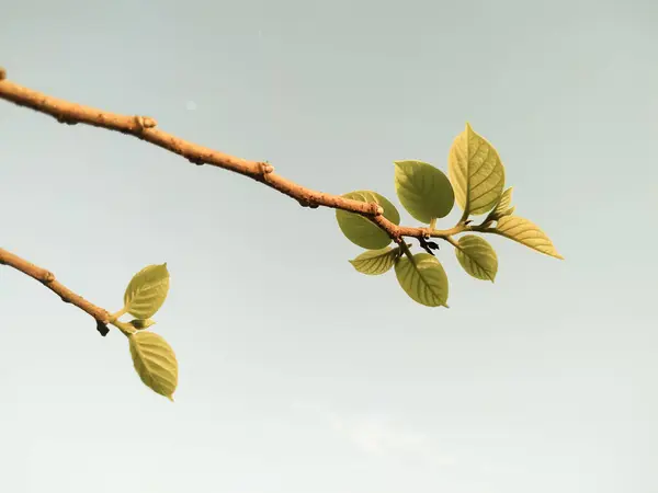 Närbild Skott Ett Träd Gren Med Unga Blad Solljuset — Stockfoto