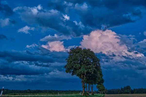 Ett Träd Molnig Himmel Dyster Dag — Stockfoto