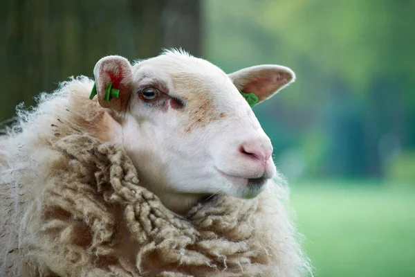 Gros Plan Mignon Mouton Moelleux Sur Une Prairie — Photo