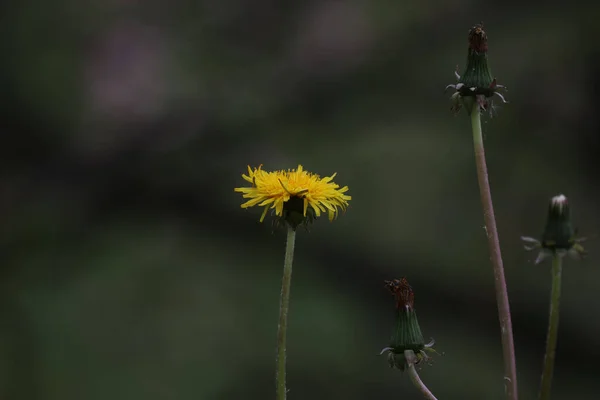 Цветы Желтого Одуванчика Темно Зеленой Лужайке — стоковое фото