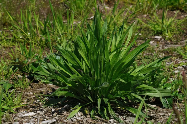 Closeup Ribwort Narrow Leaf Plantain Plantago Lanceolata — Stock Photo, Image