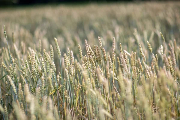 Een Selectieve Focus Schoot Een Tarweveld — Stockfoto