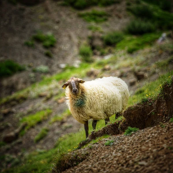 Een Pluizig Schaap Dat Met Gras Bedekte Heuvels Bij Bergen — Stockfoto