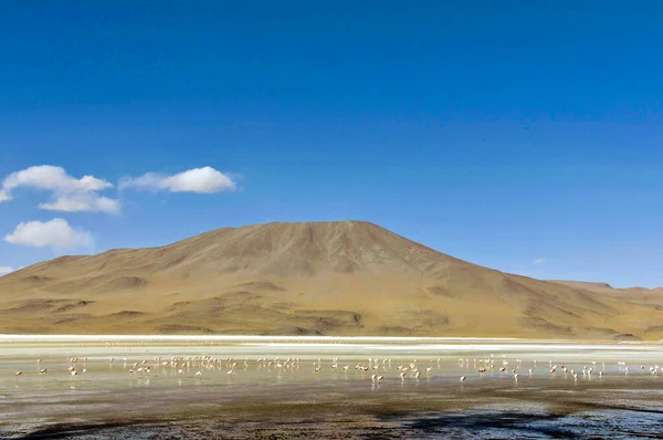 Primer Plano Salar Uyuni Bolivia — Foto de Stock