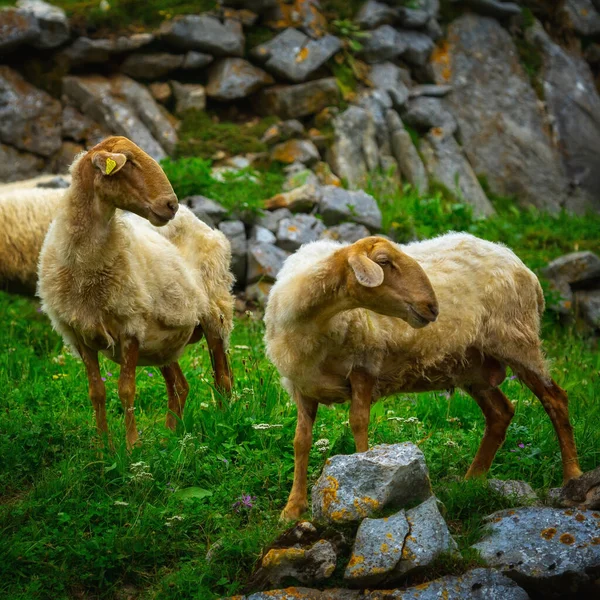 Een Kudde Bergschapen Een Weiland — Stockfoto