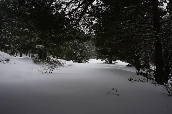Сірий Знімок Недоторканого Снігу Дикому Лісі — стокове фото
