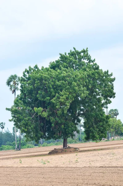 Disparo Vertical Árbol Verde Fresco Campo —  Fotos de Stock