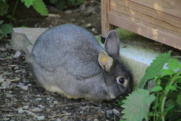 かわいい灰色のウサギのクローズアップショット — ストック写真