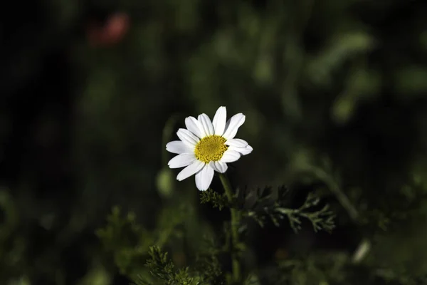 Enfoque Selectivo Una Margarita Blanca Creciendo Jardín — Foto de Stock