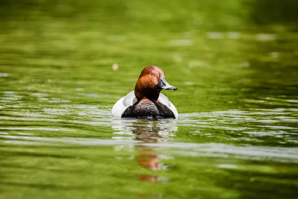 Kachna Plavání Zelené Vodě Jaře — Stock fotografie