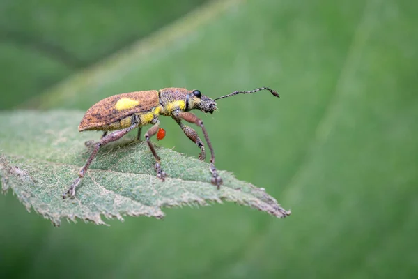 나뭇잎 위에서 뭔가를찾고 호기심많은 멍청이 Nature South America Colombia — 스톡 사진