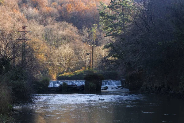 阳光灿烂的日子里 一条河穿过森林的特写镜头 — 图库照片