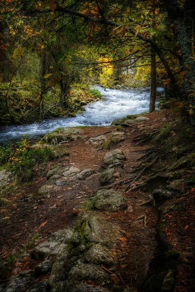 Река Протекающая Через Лес Осенью — стоковое фото