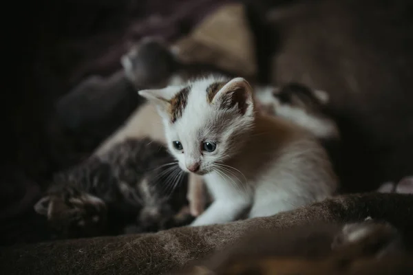 Eine Flache Fokusaufnahme Eines Weißen Kätzchens Mit Blauen Augen — Stockfoto