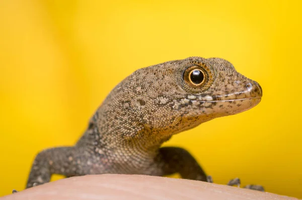 배경에 도마뱀의 콜롬비아 아메리카에 파우나 — 스톡 사진