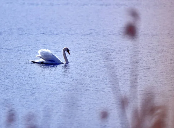 Uma Vista Panorâmica Cisne Branco Cruzando Lago Calmo — Fotografia de Stock
