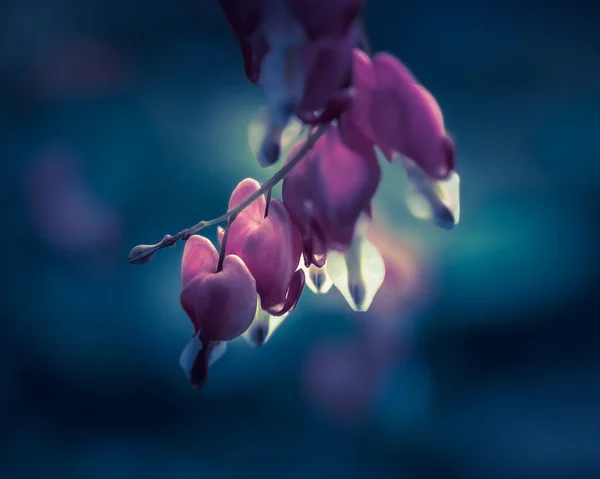 Primer Plano Hermosas Flores Dicenter Púrpura Sobre Fondo Borroso Brillante —  Fotos de Stock