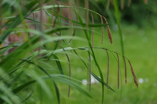 Eine Nahaufnahme Von Schilf Und Pflanzen Auf Einem Feld — Stockfoto