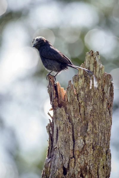 Bird Perched Top Dry Tree Beautiful Bokeh — Stock Photo, Image