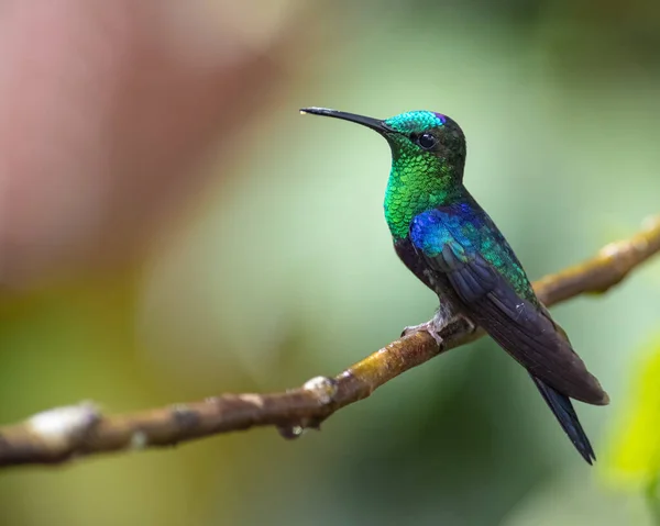 Retrato Lateral Colibrí Verde Púrpura Una Rama — Foto de Stock