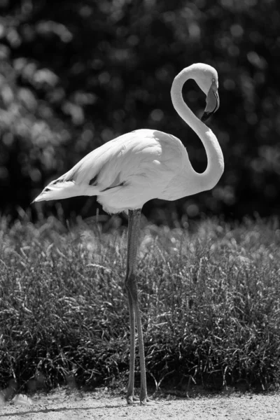 Tiro Tons Cinza Flamingo Seu Habitat Natural Dia Ensolarado — Fotografia de Stock