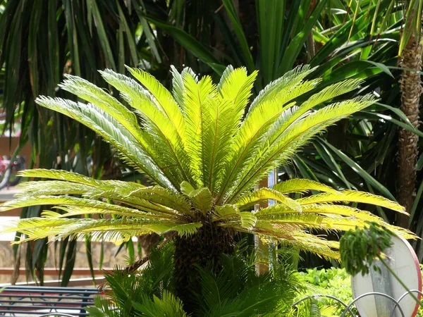 Closeup Growing Sago Palm Symmetrical Leaves — Stock Photo, Image