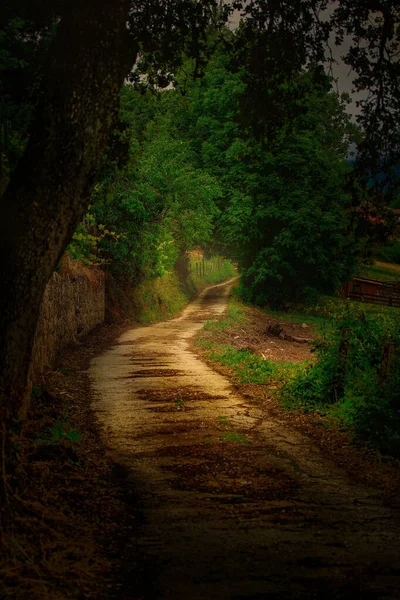 Ein Fußweg Durch Den Wald — Stockfoto