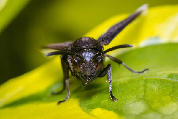 Vespa Preta Empoleirada Entre Folhas Uma Árvore Natureza América Sul — Fotografia de Stock