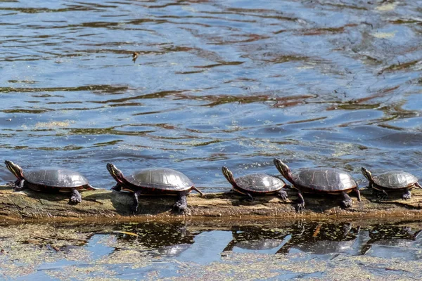 Een Close Opname Van Een Rij Schildpadden Lopen Buurt Van — Stockfoto