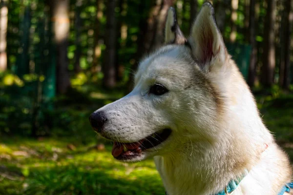 Una Linda Vista Perro Blanco Sentado Bosque Día Soleado Con —  Fotos de Stock