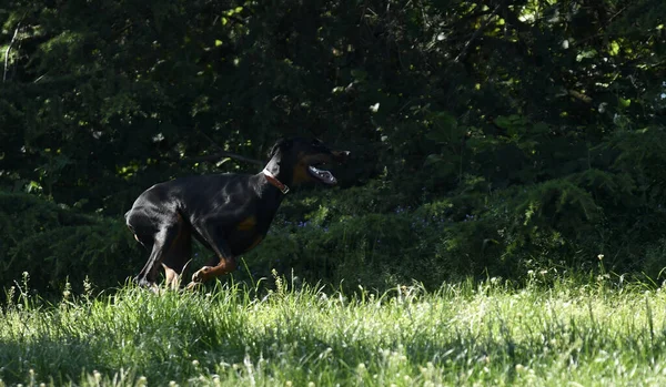 Genç Bir Doberman Köpeği Sabahın Köründe Parkta Koşuyor — Stok fotoğraf