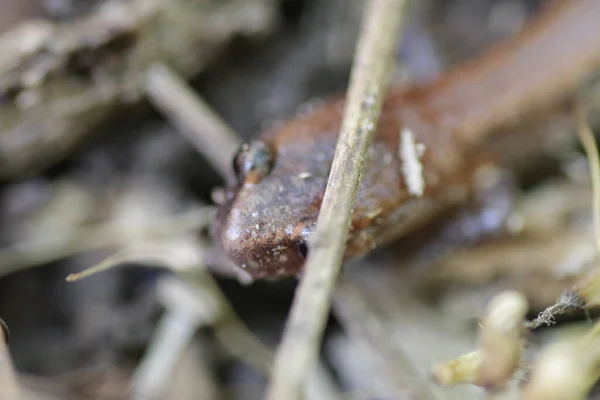 Detailní Záběr Salamandra Červeným Zadkem Lesní Podlaze — Stock fotografie