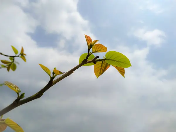 特写一张树梢的特写 背景上有幼叶和天空 — 图库照片