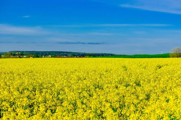 Hermoso Tiro Campo Colza Amarilla Primavera — Foto de Stock