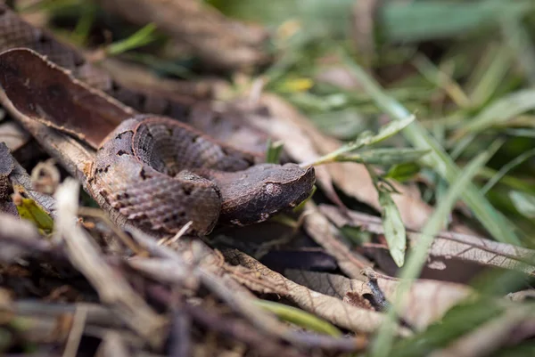 Viper Resting Some Dry Leaves Ground — Stock Photo, Image